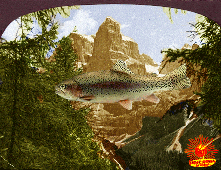 mczk-trout3D